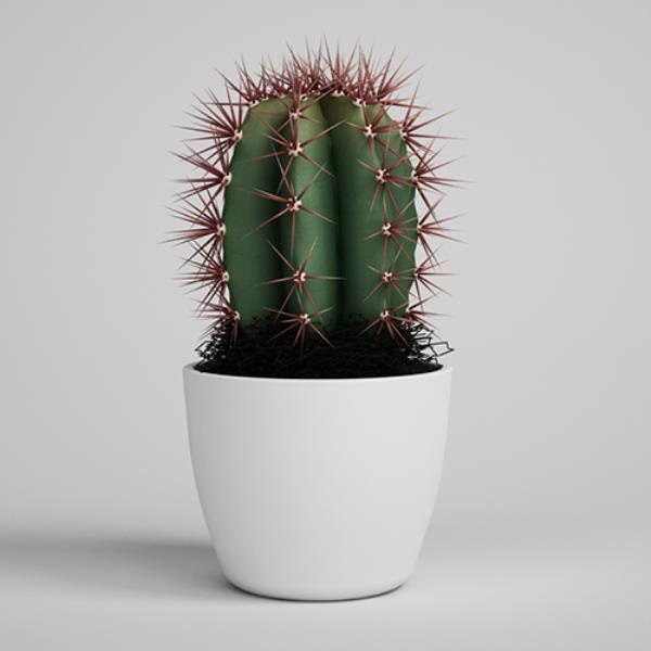 مدل سه بعدی کاکتوس - دانلود مدل سه بعدی کاکتوس - آبجکت سه بعدی کاکتوس - دانلود مدل سه بعدی fbx - دانلود مدل سه بعدی obj -Cactus 3d model free download  - Cactus 3d Object - Cactus OBJ 3d models - Cactus FBX 3d Models - گلدان